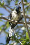 White-throated Magpie-Jay    